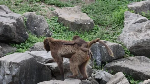 Slow Motion shot of gelada monkey with baby on back walking on rocks in Video stock 250336547