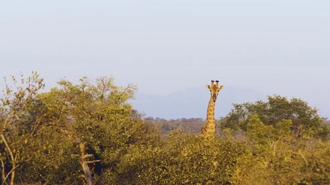 Slow motion shot of Giraffe chewing, surrounded with trees, South Africa Vidéo 123740016