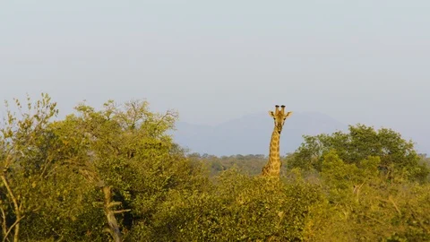 Slow motion shot of Giraffe chewing, surrounded with trees, South Africa Vidéo 123745238