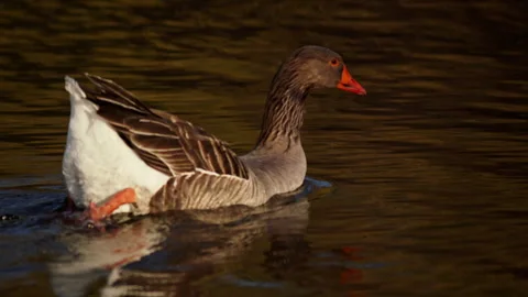 Slow motion shot of a goose resting on a pond in dramatic sunrise lighting Stock Footage 327907912
