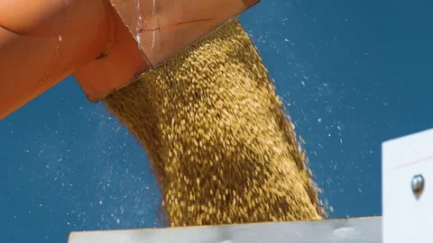 Slow motion shot of grain pouring into a transport truck. Stock Footage 86897958