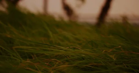 Slow motion shot of grass moving with the wind on sunset background. Stock Footage 100535469