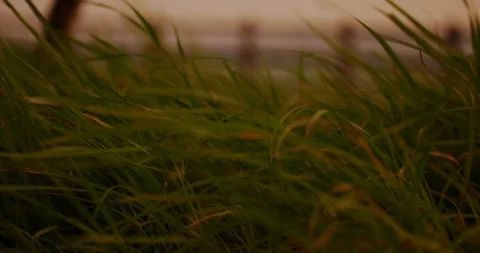 Slow motion shot of grass moving with the wind on sunset background. Stock Footage 100535506