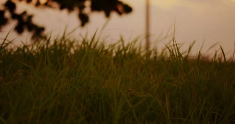 Slow motion shot of grass moving with the wind on sunset background. Stock Footage 100535613