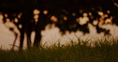 Slow motion shot of grass moving with the wind on sunset background. Stock Footage 100535631