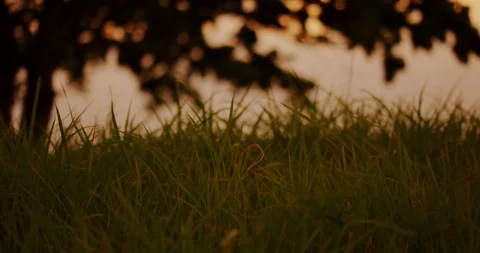 Slow motion shot of grass moving with the wind on sunset background. Stock Footage 100535717