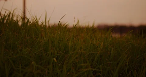 Slow motion shot of grass moving with the wind on sunset background. Stock Footage 100536504