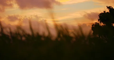Slow motion shot of grass moving with the wind on sunset background. Stock Footage 100536631