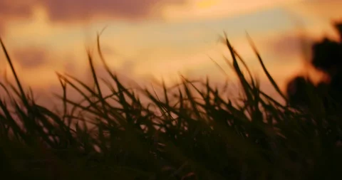 Slow motion shot of grass moving with the wind on sunset background. Stock Footage 100536697