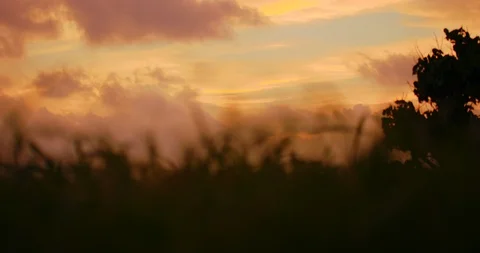 Slow motion shot of grass moving with the wind on sunset background. Stock Footage 100536809