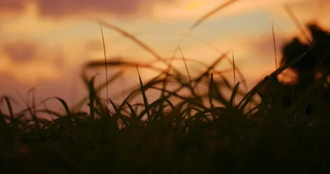 Slow motion shot of grass moving with the wind on sunset background. Stock Footage 100536903
