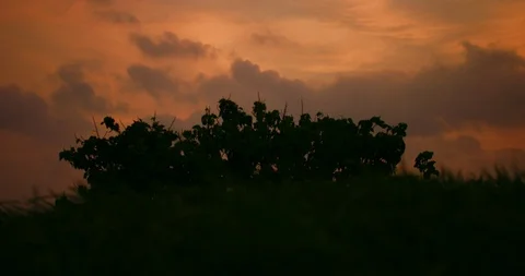 Slow motion shot of grass moving with the wind on sunset background. Stock Footage 100537433