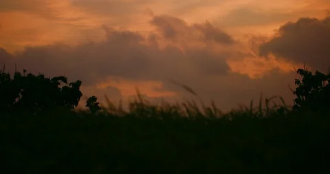 Slow motion shot of grass moving with the wind on sunset background. Stock Footage 100537550
