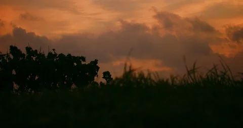 Slow motion shot of grass moving with the wind on sunset background. Stock Footage 100537551