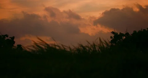 Slow motion shot of grass moving with the wind on sunset background. Stock Footage 100537740
