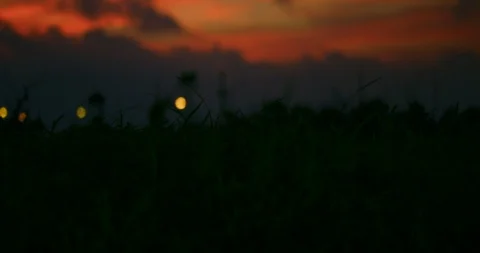 Slow motion shot of grass moving with the wind on sunset background. Stock Footage 100537909