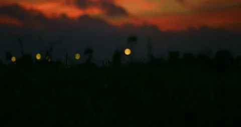 Slow motion shot of grass moving with the wind on sunset background. Stock Footage 100538223