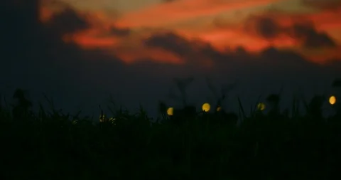 Slow motion shot of grass moving with the wind on sunset background. Stock Footage 100538340