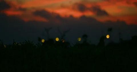 Slow motion shot of grass moving with the wind on sunset background. Stock Footage 100538345