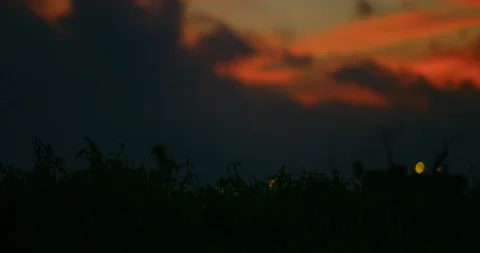 Slow motion shot of grass moving with the wind on sunset background. Stock Footage 100538364