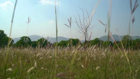 Slow motion shot of grass in Pakistan Stock Footage 252124153