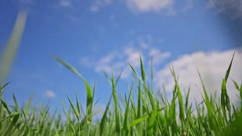 Slow motion shot of grassy meadow and blue sky, perfect natural serenity. Stock Footage 311951018