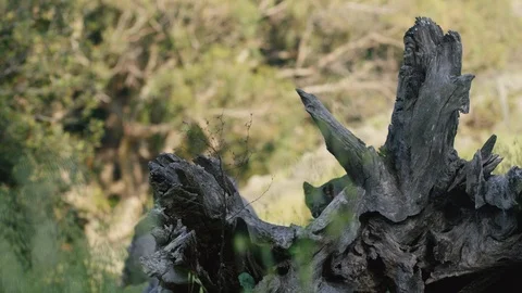 Slow motion shot of Gray fox walking on fallen tree trunk and sniffing around Vidéo 123732727