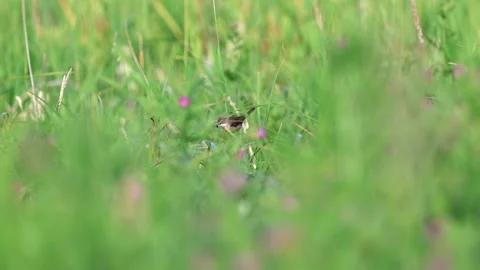 Slow Motion Shot of Greater Whitethroat in a meadow, UK Stock Footage 343756558