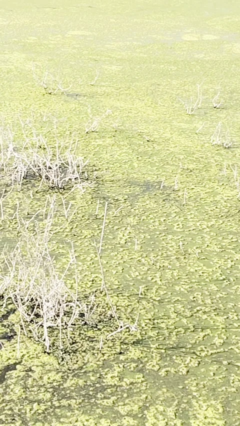 Slow Motion Shot of Green Algae Floating on a Pond with Dry Bush Stems – Atmosph Stock Footage 322725734