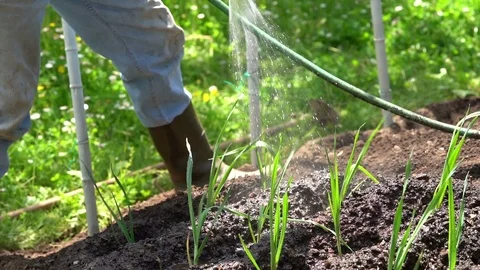 A slow motion shot of a green celery field that is watered by the farmer. Stock Footage 111398404