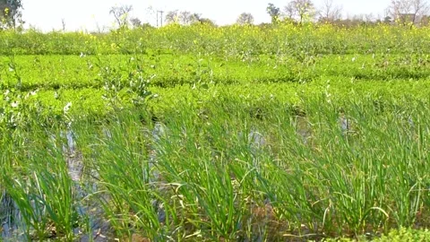 Slow motion shot of green crop in field (2) Stock Footage 252118925