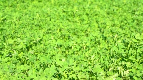 Slow motion shot of green crop in field Stock Footage 252118927