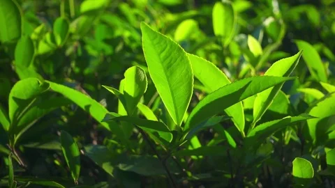 Slow motion shot of green tea plants. Stock Footage 70919467