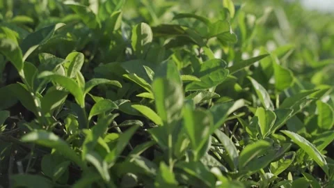 Slow motion shot of green tea plants. Stock Footage 165670547