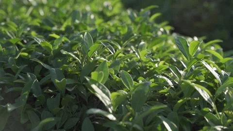 Slow motion shot of green tea plants. Stock Footage 165671640