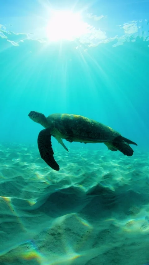 Slow Motion Shot Of Green Turtle Swimming Over Sand In Sea - Waikiki, Hawaii Stock Footage 229920748