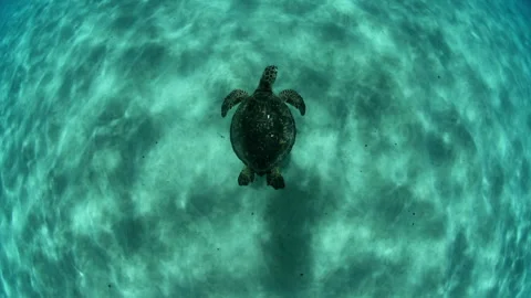 Slow Motion Shot Of Green Turtle Flying In Pattern Ocean - Oahu, Hawaii Stock Footage 243270666