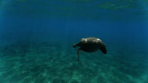 Slow Motion Shot Of Green Turtle Flying In Tranquil Sea - Oahu, Hawaii Stock Footage 243276901