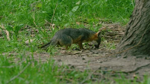 Slow motion shot of Grey fox chewing on something and sniffing near tree trunk Vidéo 123733344