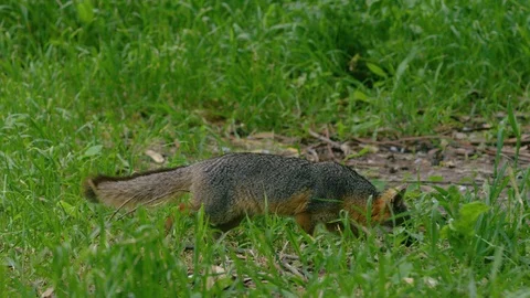 Slow motion shot of Grey fox walking in green grass and then running away Vidéo 123733543