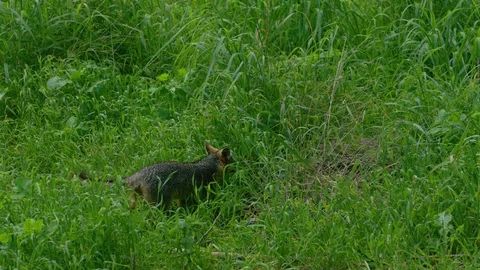 Slow motion shot of Grey fox walking and disappearing in tall green grass Vidéo 123733929