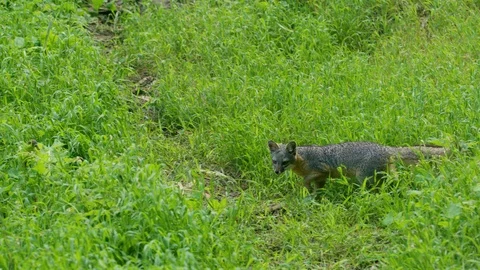 Slow motion shot of Grey fox walking in green grass and then running away Vidéo 123734365