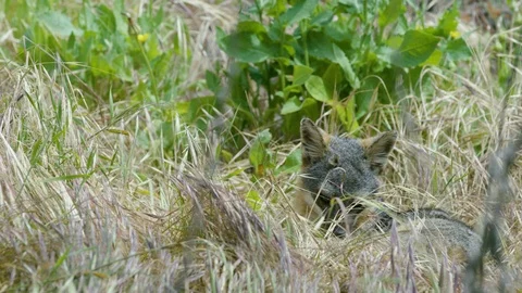 Slow motion shot of Grey fox cleaning itself in tall grass, green plants in back Stock Footage 123734811