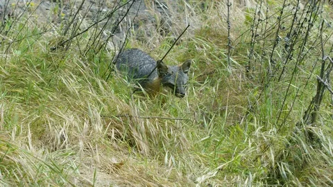 Slow motion shot of Grey fox walking and disappearing in tall dry grass Vidéo 123735420