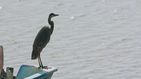 Slow motion shot of Grey heron taking off, with water in background, Alaska Vidéo 123740005