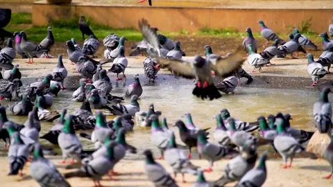 Slow motion shot of Group of Wild pigeons (2) Stock Footage 199273132