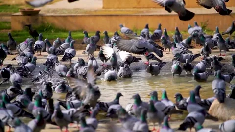 Slow motion shot of Group of Wild pigeons (3) Stock Footage 199273176