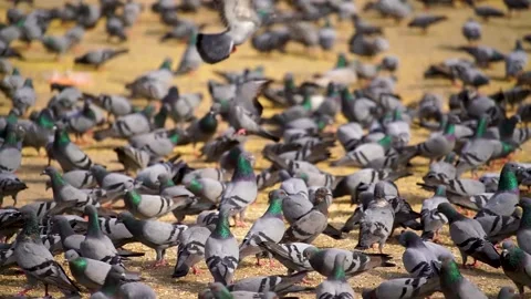 Slow motion shot of Group of Wild pigeons (4) Stock-Footage 199273179