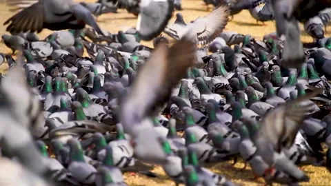 Slow motion shot of Group of Wild pigeons (5) Stock Footage 199273185