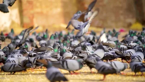 Slow motion shot of Group of Wild pigeons (6) Stock Footage 199273209